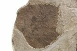 Multiple Fossil Sycamore Leaf (Platanus) Plate - Nebraska #262318-3